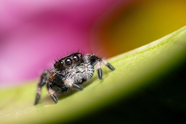 Close-up of spider