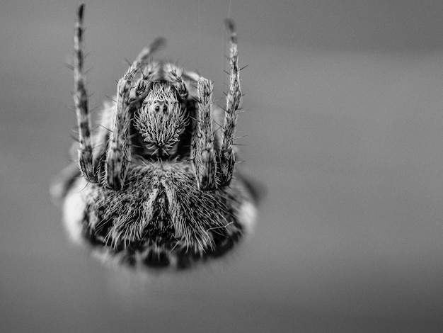 Photo close-up of spider