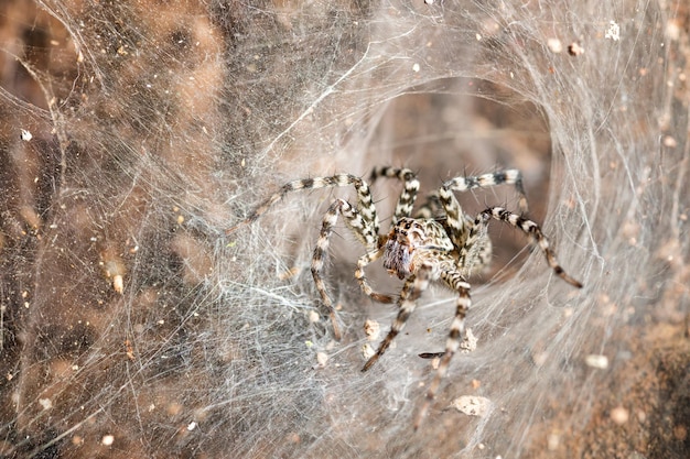 クローズアップスパイダーは自然の中で木にジャンプします