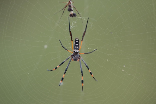 Close-up of spiders on web