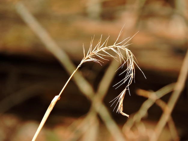 Photo close-up of spiked plant