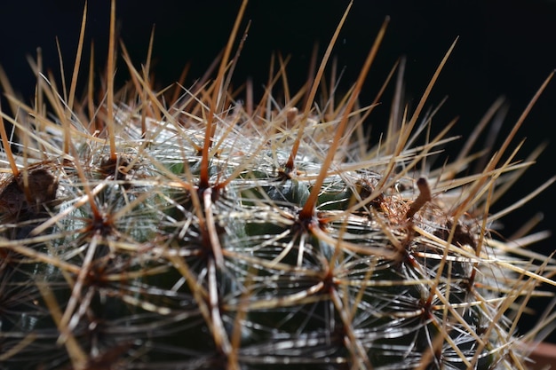 Photo close-up of spiked plant