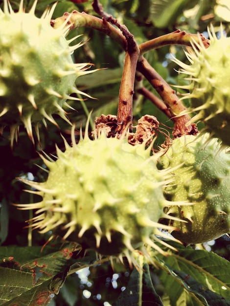 Foto close-up di frutti spinosi che crescono sull'albero