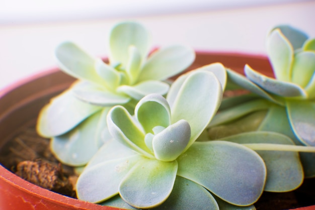 Close up of spineless cactus in a pot