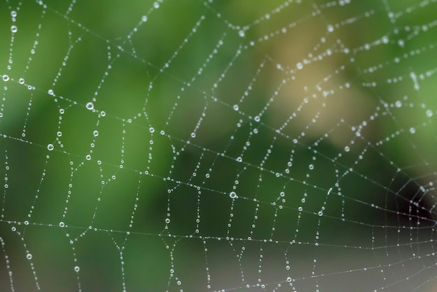 Close-up spinnenweb met regendruppels op de wazige groene achtergrond