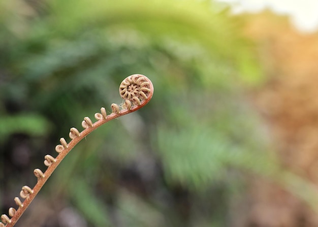 Photo close-up of spiral plant outdoors