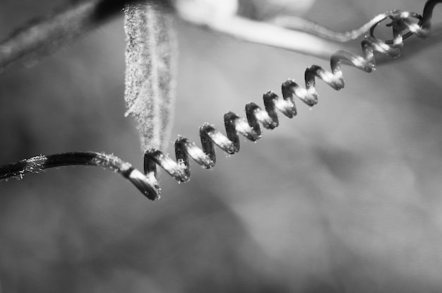 Foto prossimo piano della vite a spirale