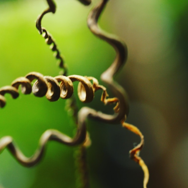 Photo close-up of spiral wire