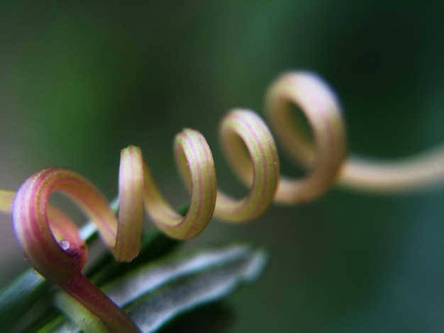 Photo close-up of spiral