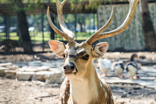 Close-up spotted Chital deer in a park Yarkon. Tel Aviv, Israel.