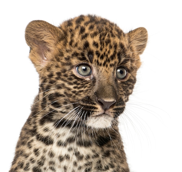 Primo piano di un cucciolo di leopardo macchiato, panthera pardus