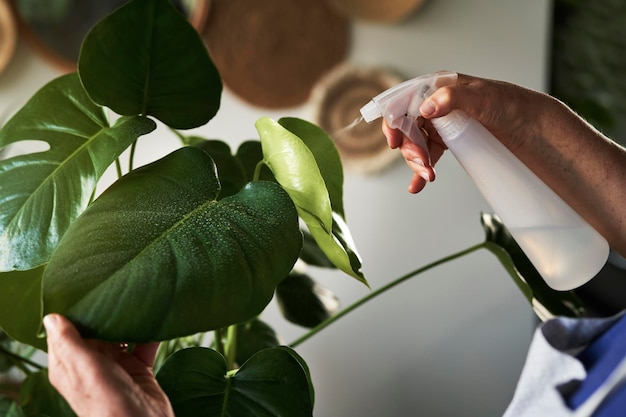 Photo close up of spraying green leaves from a spray bottle