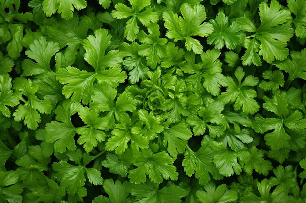 a close up of a sprig of parsley