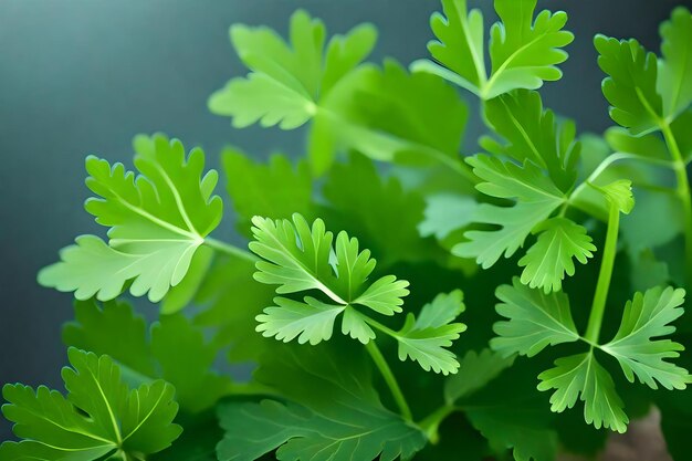 Photo a close up of a sprig of parsley