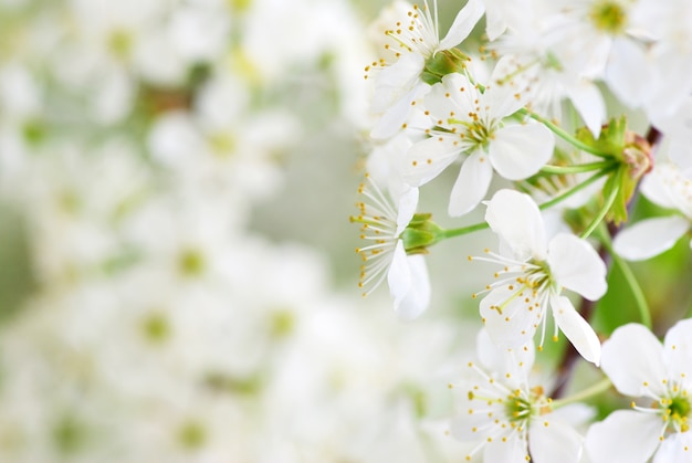 Close up of the spring cherry blossoms