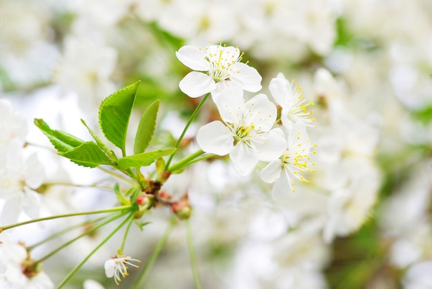 Close up of the spring cherry blossoms