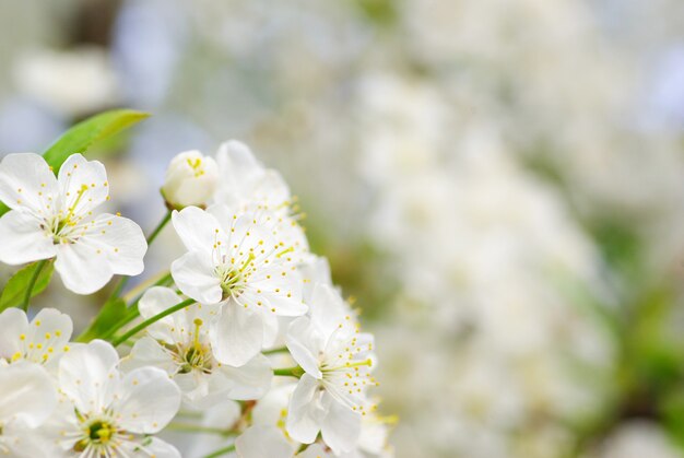 春の桜のクローズアップ