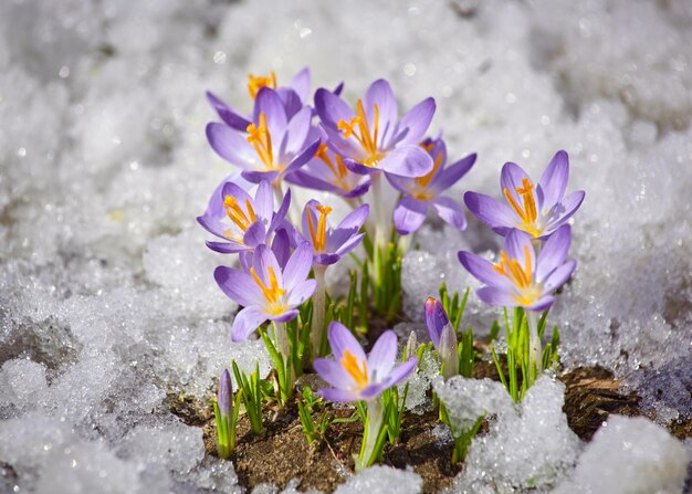 Close up spring crocus flower in the melting snow in the sun sunshine