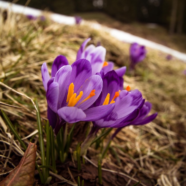 写真 春のクロッカスの花を葯が咲くコンセプト写真でクローズアップ