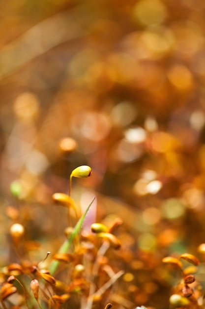 Foto close-up delle micro foglie primaverili