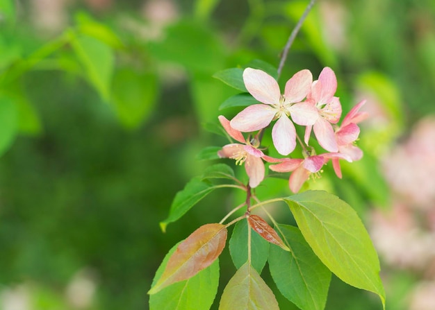 Крупный план весенней сакуры Cherry Blossom 5