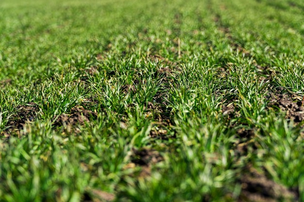 Close up on sprouting rye agriculture on a field Selective focus