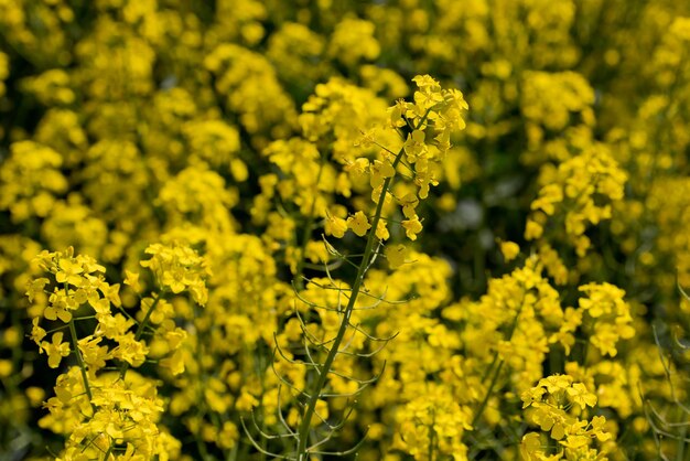 Close up of sprouts on flowering canola field selective focus