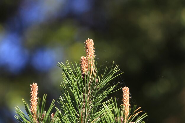 Foto close-up di un abete che cresce all'aperto