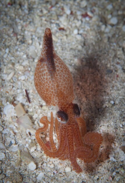 海で泳ぐイカのクローズアップ