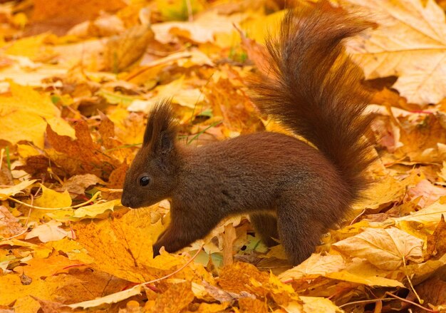 Close-up of squirrel on autumn leaves