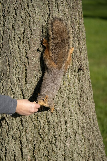 Foto close-up di uno scoiattolo che viene nutrito da una mano umana mentre scende da un tronco di albero in una giornata di sole