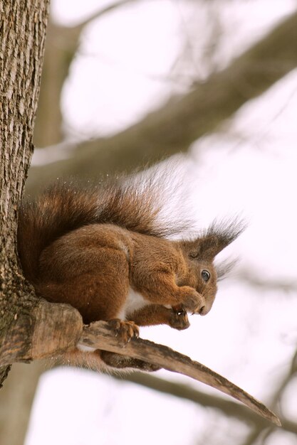 Close-up of squirrel on branch