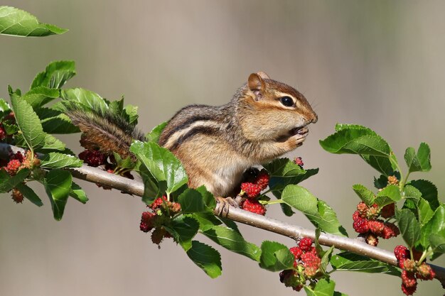 Photo close-up of squirrel on branch