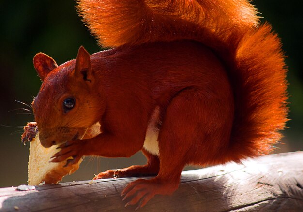 Foto close-up di uno scoiattolo che mangia pane sul legno