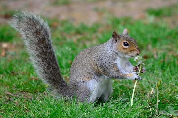 リスが花を食べているクローズアップ