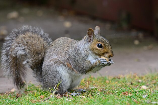 野原で食べ物を食べているリスのクローズアップ