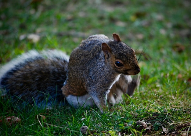 Photo close-up of a squirrel eating food on grass