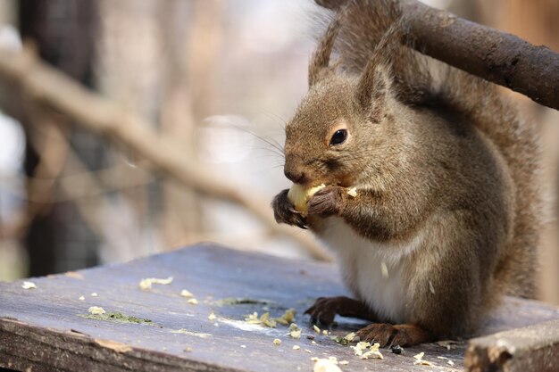 Close-up of squirrel eating food