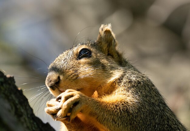 Photo close up of a squirrel eating a nut on a sunny day