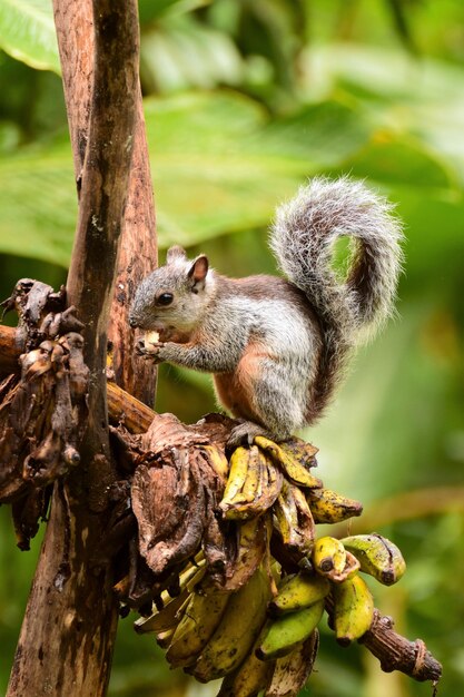 Photo close-up of squirrel eating nut