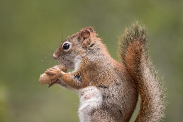 Photo close-up of squirrel eating outdoors