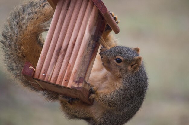 Photo close-up of squirrel eating