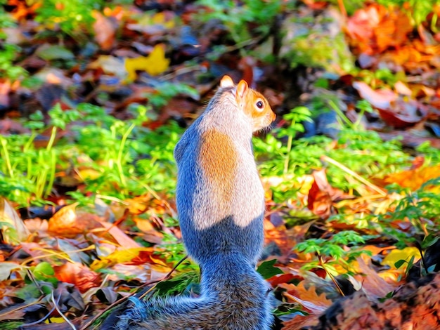 Photo close-up of squirrel on field during autumn