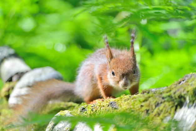 Photo close-up of squirrel on field