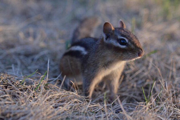Foto close-up di uno scoiattolo sul campo