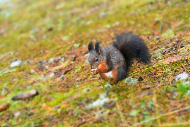 Foto close-up di uno scoiattolo sul campo