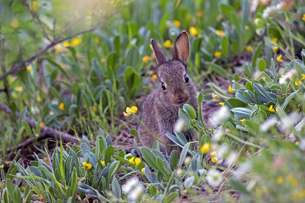 Photo close-up of squirrel on field