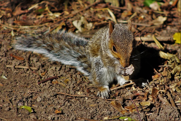 Photo close-up of squirrel on field