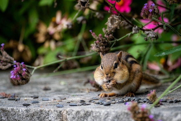Foto close-up di uno scoiattolo in fiore