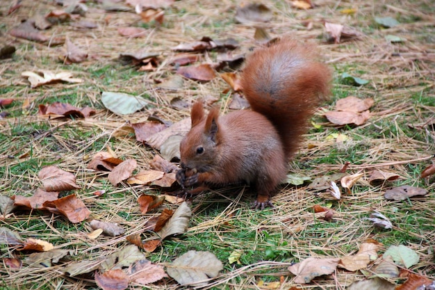 Photo close-up of squirrel on leaves covered field